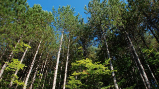 Гъсеница-гъботворка унищожава горите във Видинско