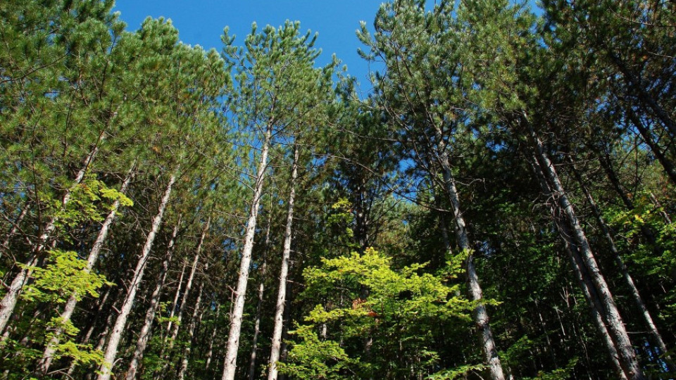 Гъсеница-гъботворка унищожава горите във Видинско | StandartNews.com