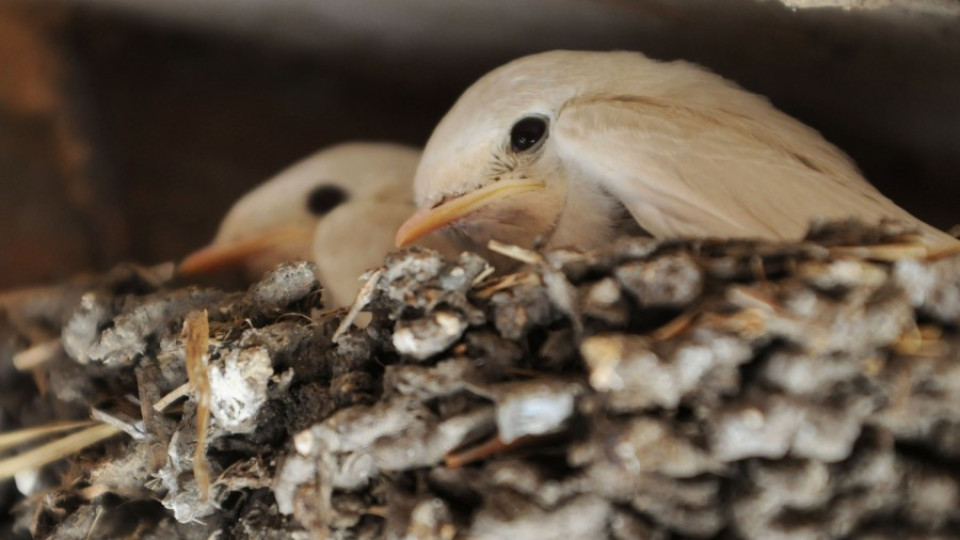 Бели лястовици свиха гнездо в Бургас | StandartNews.com