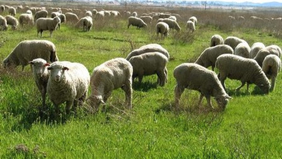 Издирват овчар в Стара планина четвърти ден | StandartNews.com
