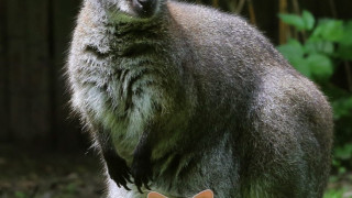 Търсят избягало кенгуру в Родопите