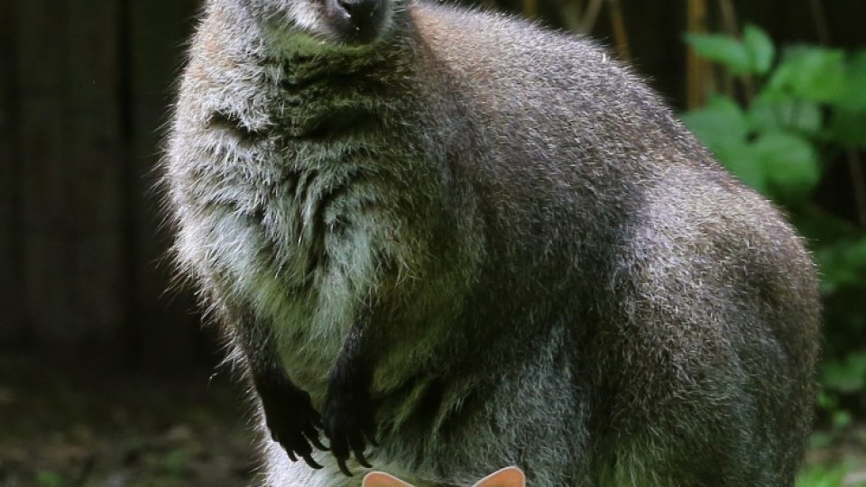 Търсят избягало кенгуру в Родопите | StandartNews.com
