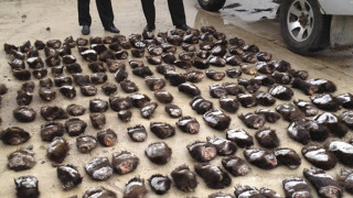 ВИДЕО: Заловиха 213 мечешки лапи 