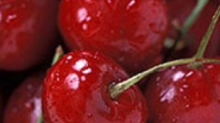 Дъждовете вдигнаха цената на черешите