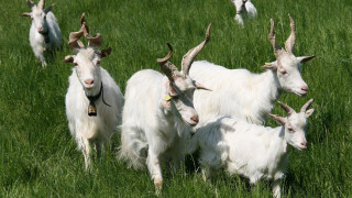 Отровиха стадо кози с третирана царевица