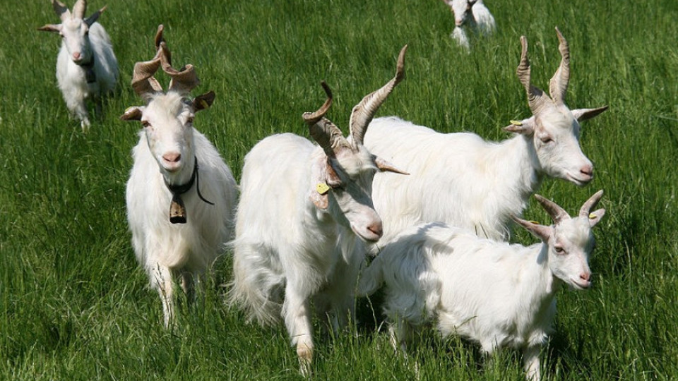 Отровиха стадо кози с третирана царевица | StandartNews.com