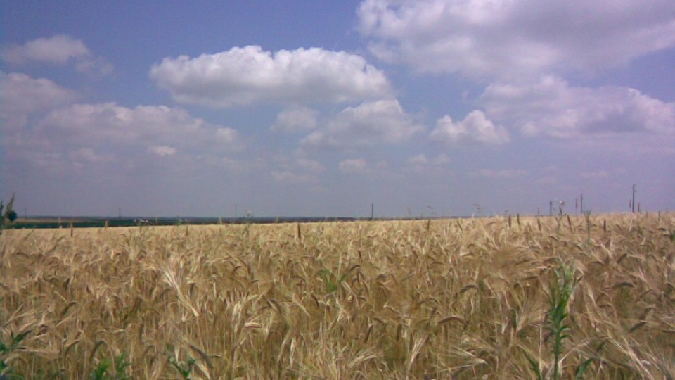 330 лева за жито на зелено | StandartNews.com