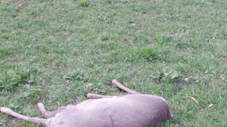 Съдят петима бракониери за убита кошута | StandartNews.com