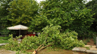 Силна буря събори над 40 дървета в Монтана