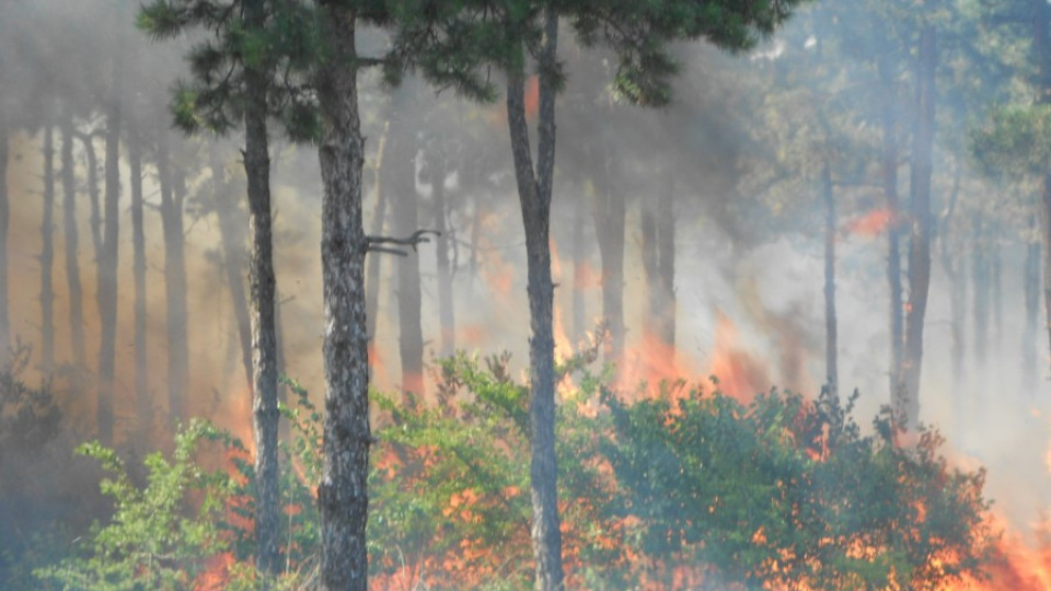 Над 200 декара горят над Бургас | StandartNews.com