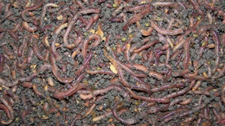 Разследват фермерка заради калифорнийски червеи