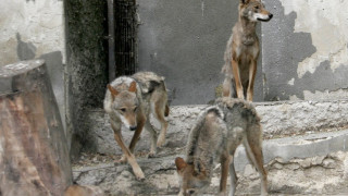 Две нови вълчици във Варненския зоопарк