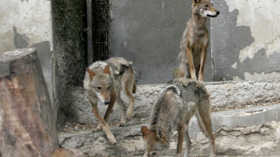 Две нови вълчици във Варненския зоопарк | StandartNews.com