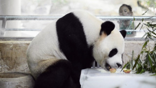 ВИДЕО: Бебета близнаци панда се родиха в зоопарк 