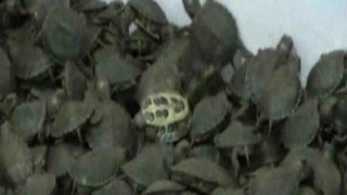 Индия спря контрабанда на над 10 000 костенурки