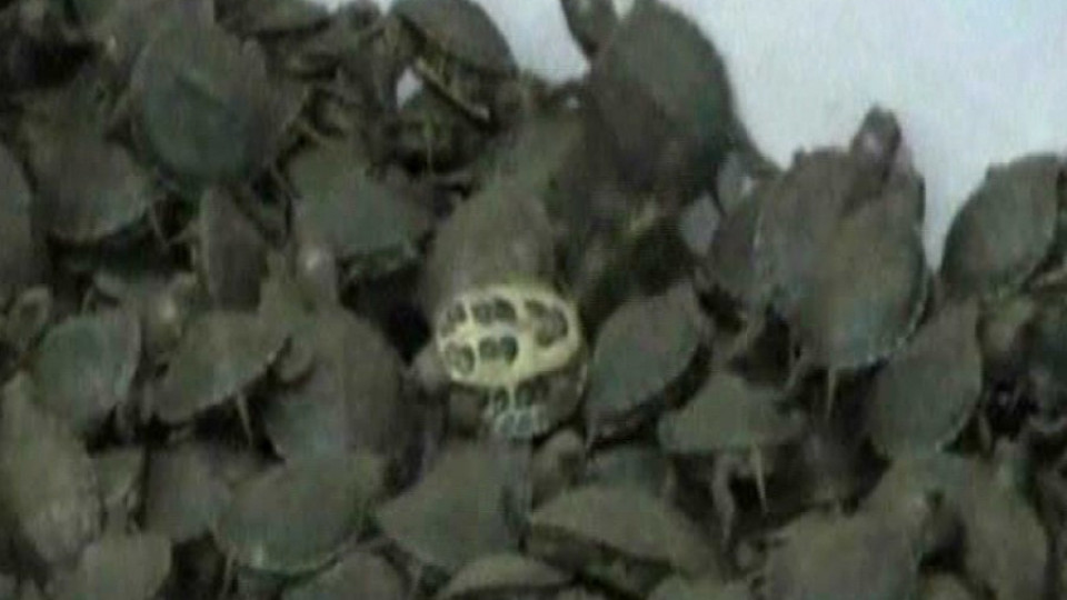 Индия спря контрабанда на над 10 000 костенурки | StandartNews.com