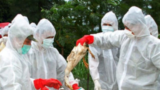 Нов случай на птичи грип в Китай