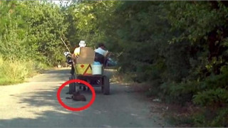 Втори случай на влачено до смърт куче