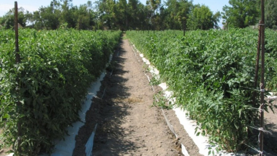 Българският домат от вносни семена | StandartNews.com