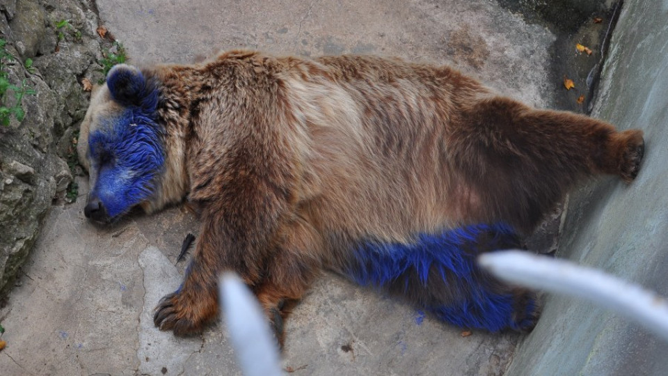 Дете боядиса мечка със спрей във Варна | StandartNews.com