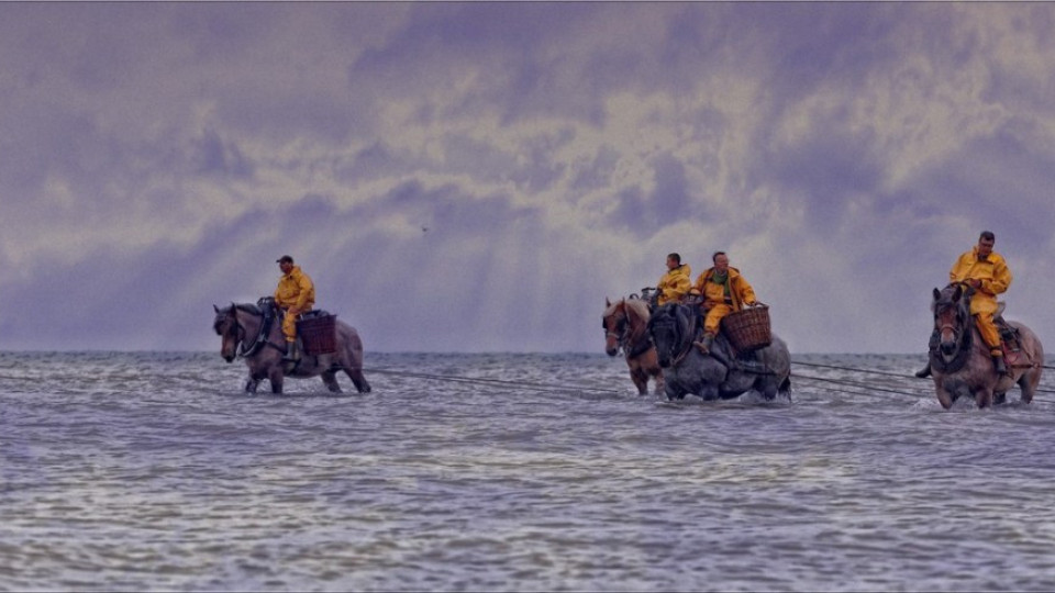 Във Фландрия ловят скариди с коне | StandartNews.com