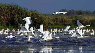 Монтират система за наблюдение в езерото на пеликаните