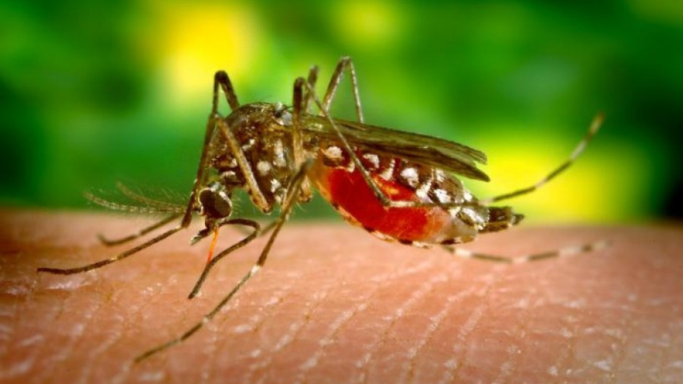 Археолози откриха уред против комари на 7000 години | StandartNews.com