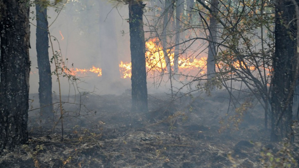 Пореден горски пожар в бургаския „Меден рудник" | StandartNews.com