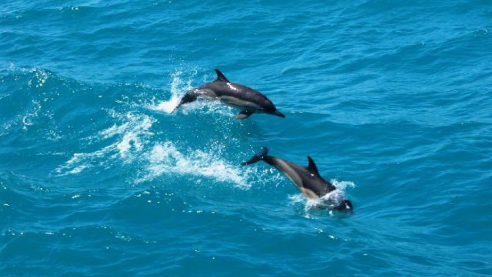 МОСВ дава 3,5 милиона лева за броене на делфини | StandartNews.com