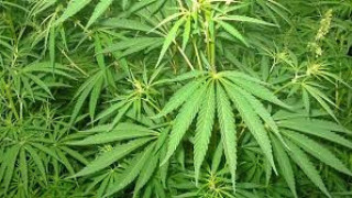 Двама в ареста заради канабис