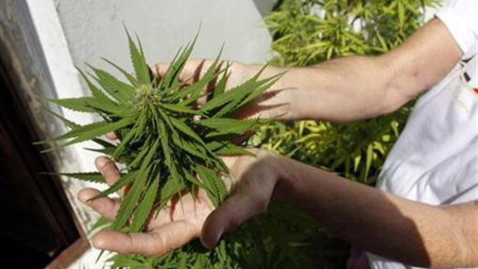 Уругвай узакони производството и търговията с марихуана | StandartNews.com