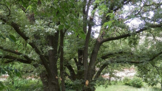 "Милост за старците" спасява дървета в Хисаря