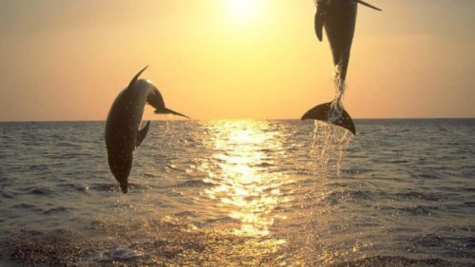 Еднодневен семинар за делфините глътна 24 330 лв. | StandartNews.com