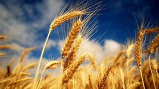 Съзряха картел в пшеницата