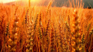 Житото срути цената на нивите
