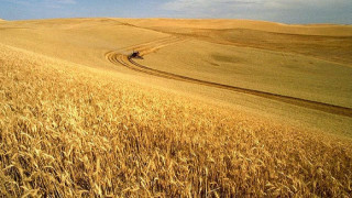1 млрд. лв. губят държавата и производителите от цената на житото