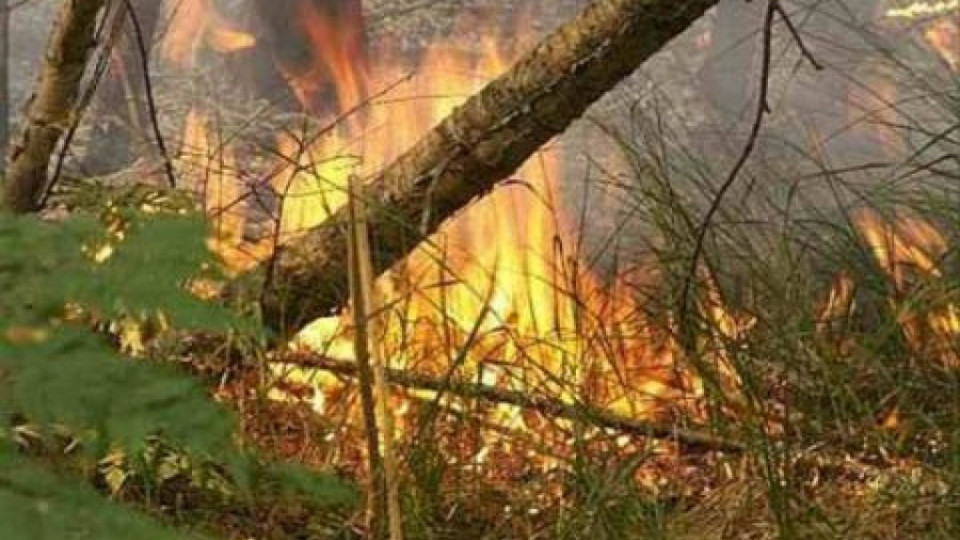 Чакат хеликоптер да гаси пожар в борова гора | StandartNews.com