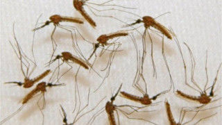 Ваксина срещу малария проработи на 100%