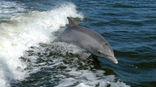 Европа брои делфините пет пъти по-евтино