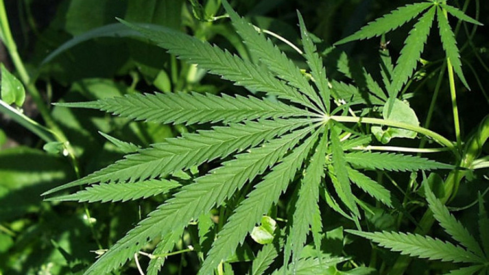 Мъж тъпче марихуана с хербициди | StandartNews.com