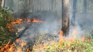 Пожар лумна край варненското село Каменар