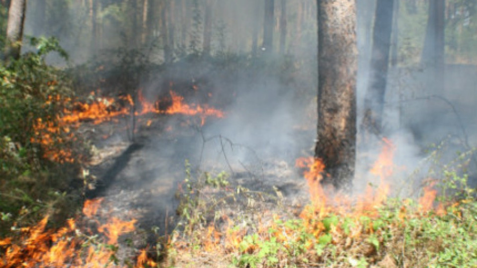 Пожар лумна край варненското село Каменар | StandartNews.com