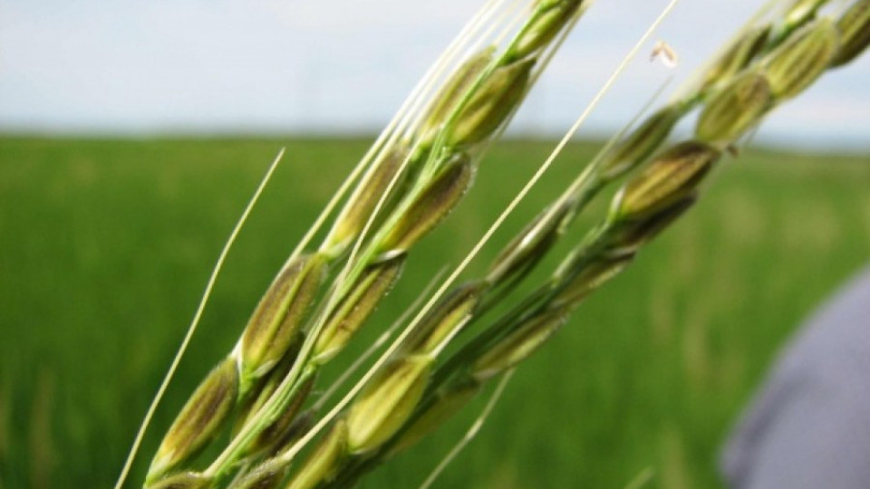 Оризопроизводители получават 309 хил. лв. помощ de minimis | StandartNews.com