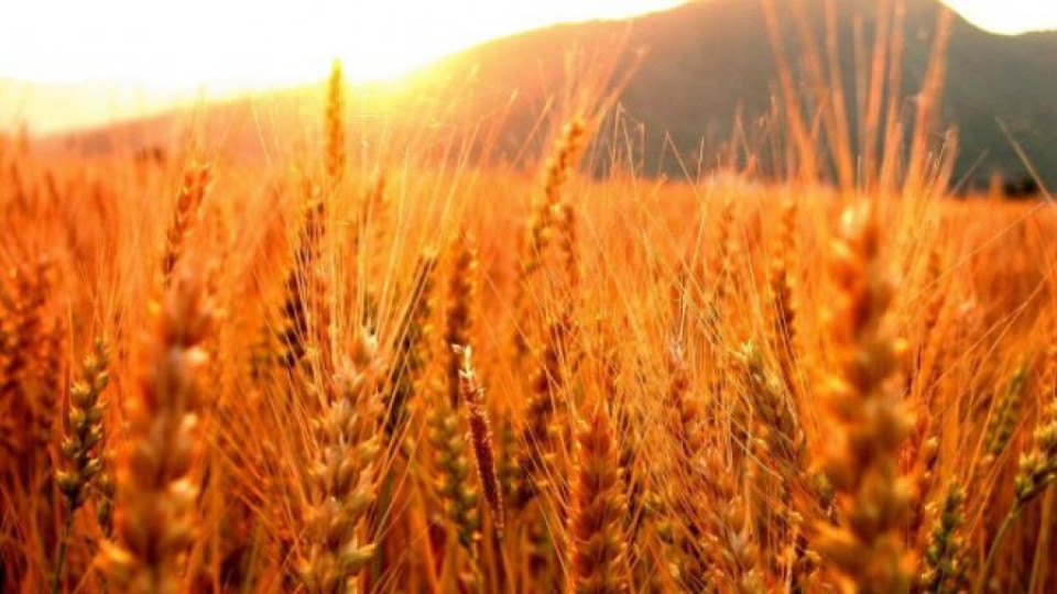 Прибраха 99.12 % от пшеницата в страната | StandartNews.com
