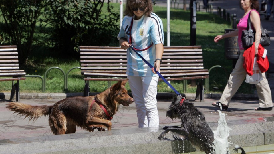 Кучета без намордници нахапаха 8-годишно дете | StandartNews.com