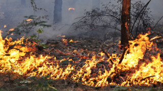 Локализираха пожара край Елхово