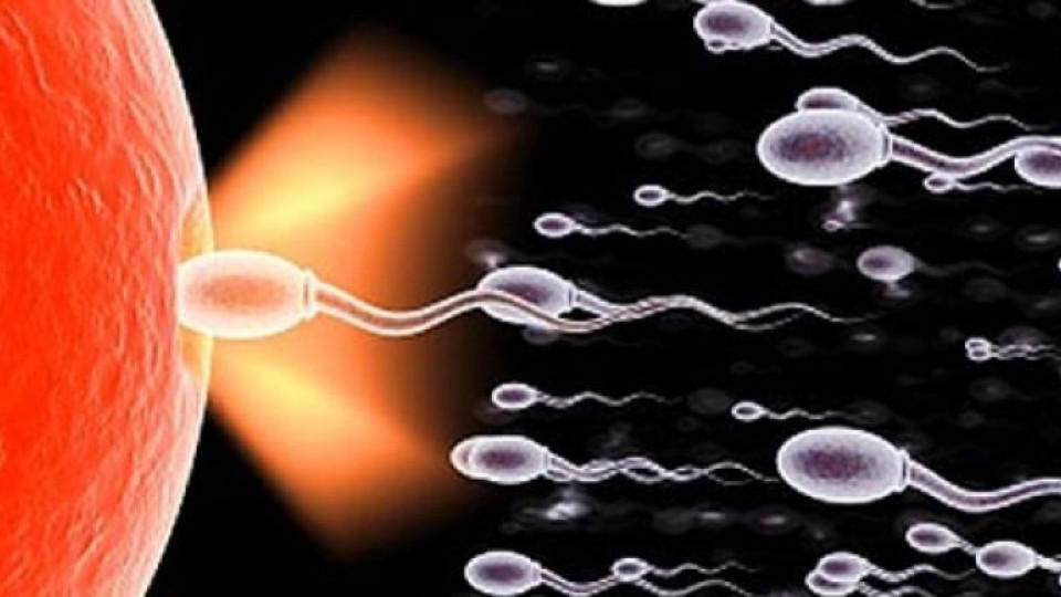 Жените стават донори на сперма | StandartNews.com