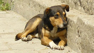 91 лева струва евтаназия на куче във Враца