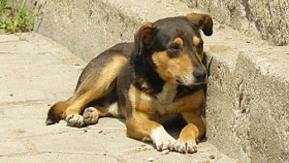 91 лева струва евтаназия на куче във Враца | StandartNews.com