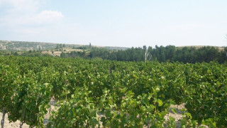Граничари пазят гроздето край Катунци
